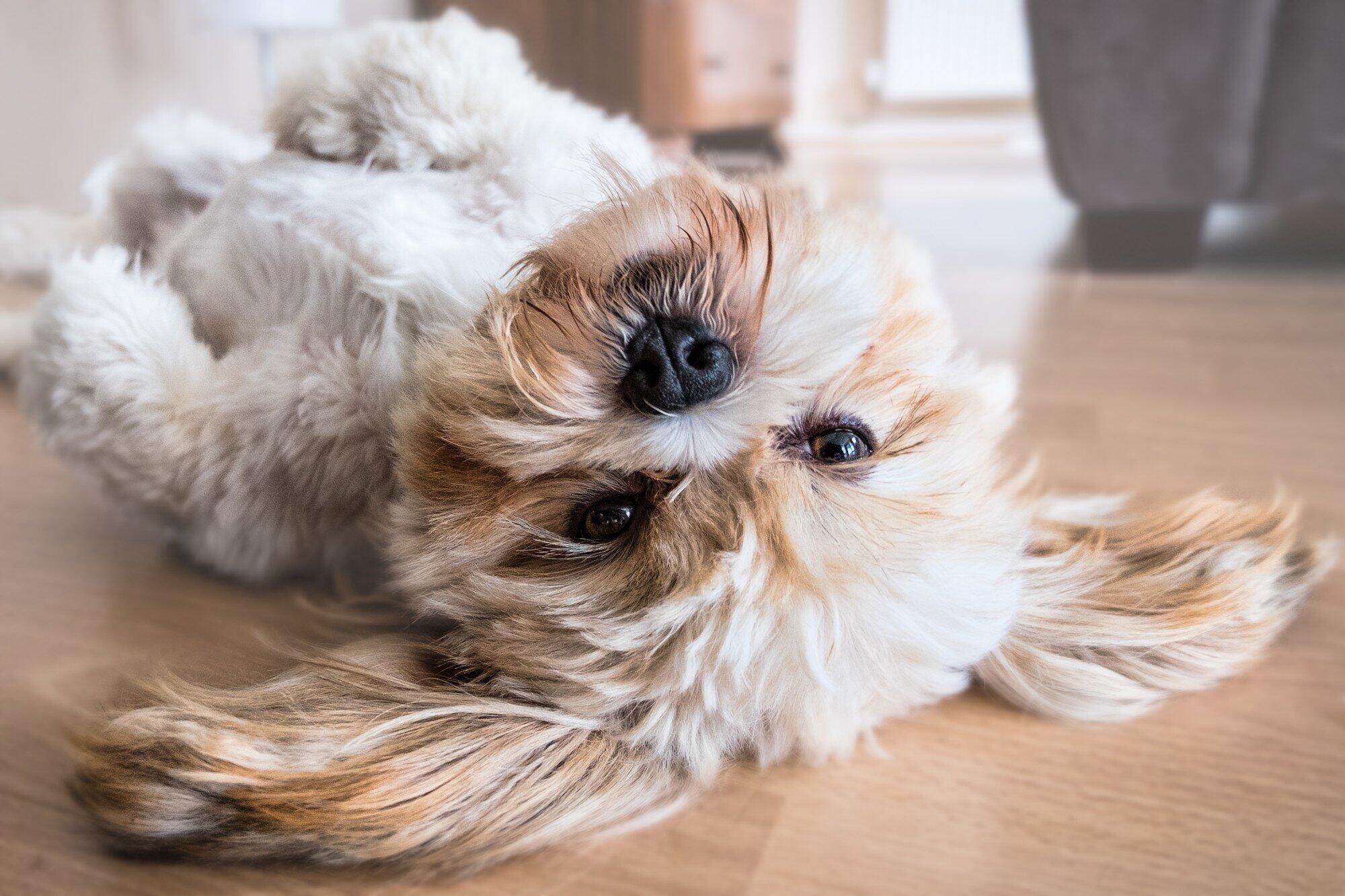 Pros and Cons of Allowing Pets in Your Rental Property